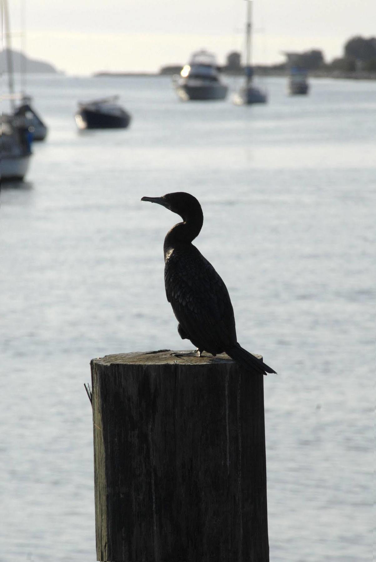 Mariners On The Waterfront Motel Batemans Bay Buitenkant foto
